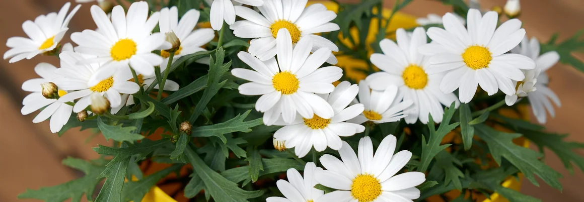 Weiße Margeriten im gelben Topf